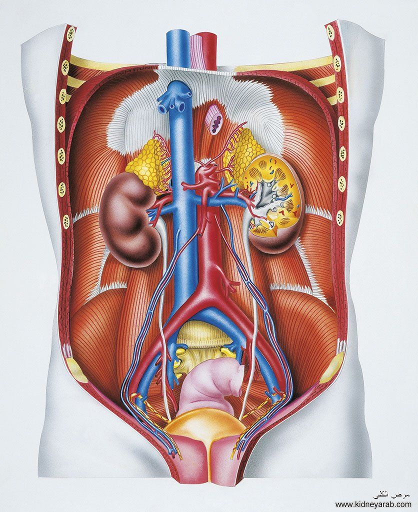 علاج الفشل الكلوي Kidney Failure Treatment Kidney Failure Duffle