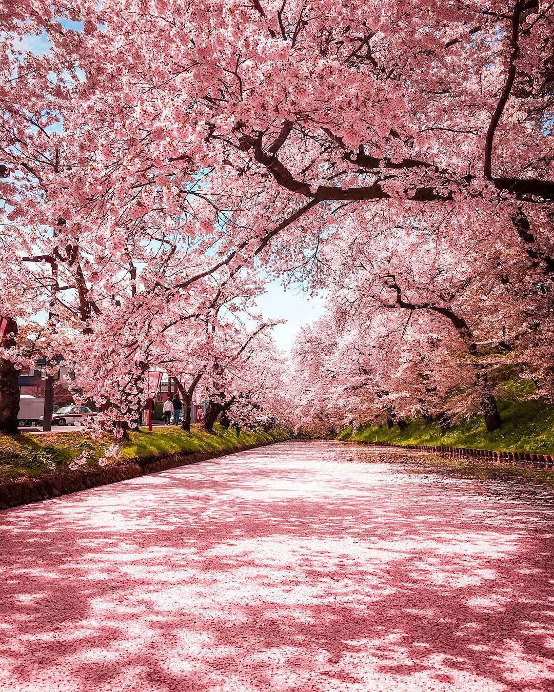 青森県 弘前市 弘前公園 ハッピーバレンタイン ハートっぽい写真はないかな と思い 私の記憶ではこの写真の真ん中の空がハートっぽくなっていた気がしたのですが 全然そんなことなかったです 過去pic再現像です 綺麗 景色 風景 美しい風景写真 青森県 弘前市 弘前公園 ハッピーバレンタイン ハートっぽい写真はないかな と思い 私の記憶ではこの写真の真ん中の空がハートっぽくなっていた気がしたのですが 全然そんなことなかったです 過去pic再現像です 綺麗 景色 風景 美しい風景写真