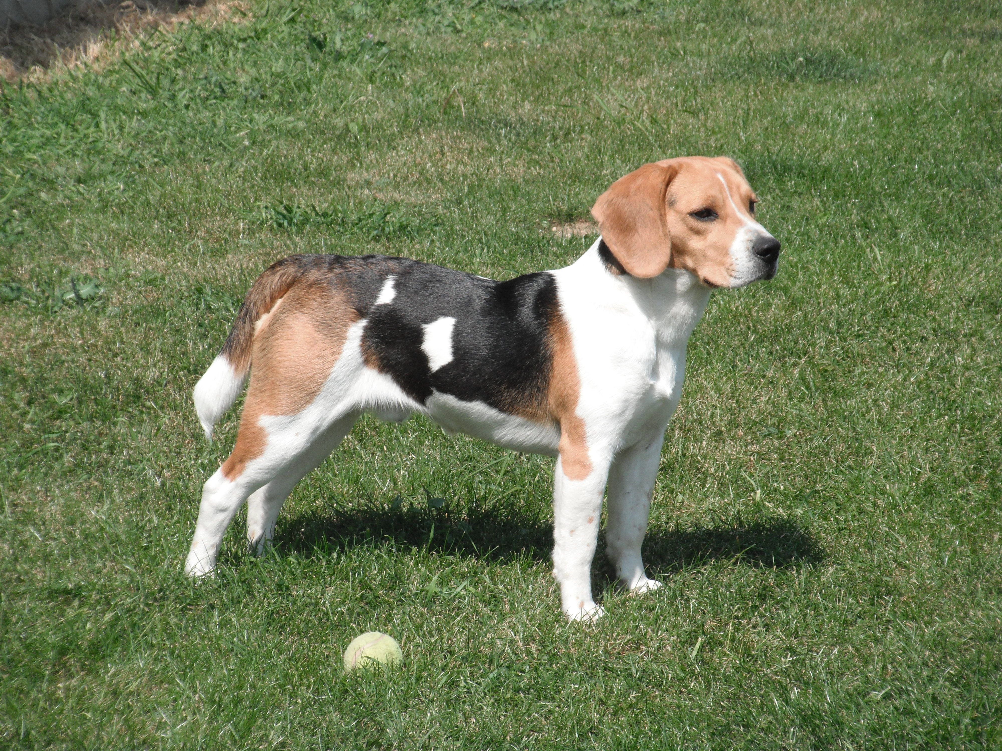 French Tricolour Hound Popular Dog Breeds Dog Breeds Beagle Breeds