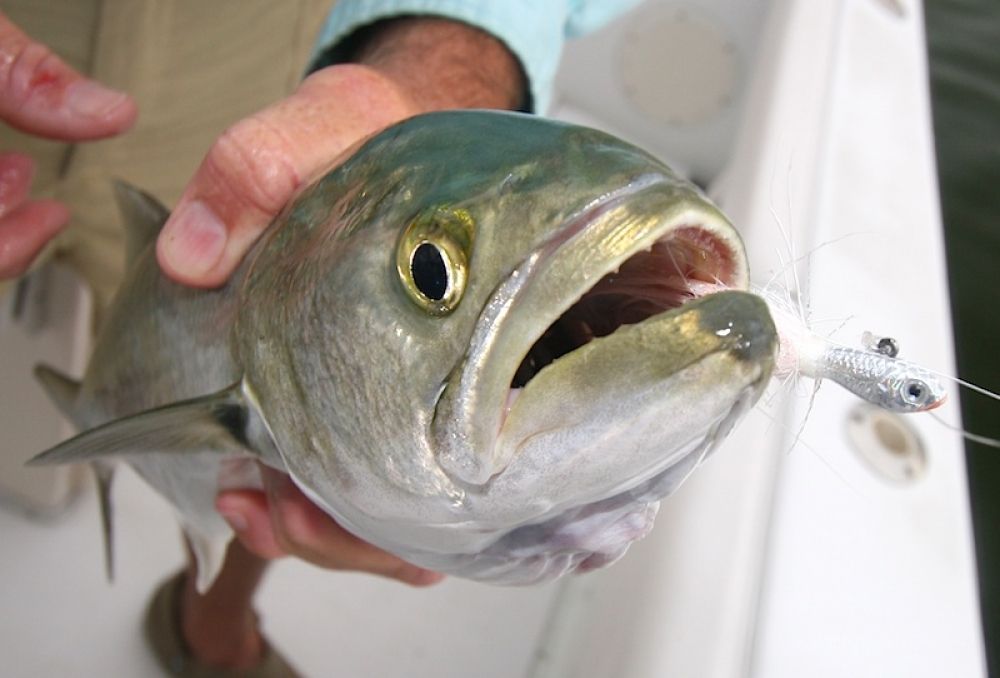 bluefish fishing bluefish fishing