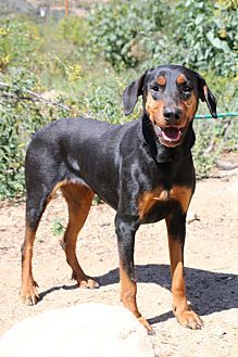 Fillmore Ca Doberman Pinscher Rottweiler Mix Meet Angel A Dog