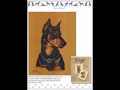 The Dobermann As Soldier And Civilian Dobermann Doberman