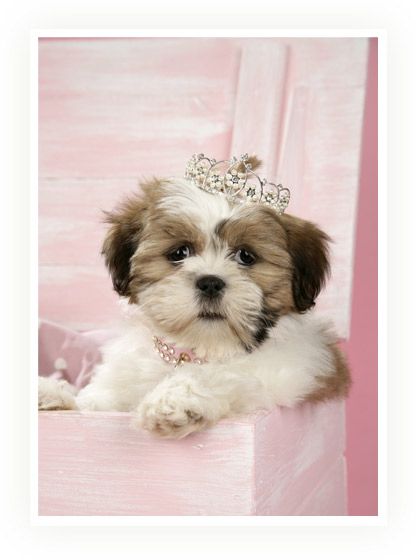 Shih Tzu Princess Oh My Gosh I Love My Shih Tzu But He Would Be A