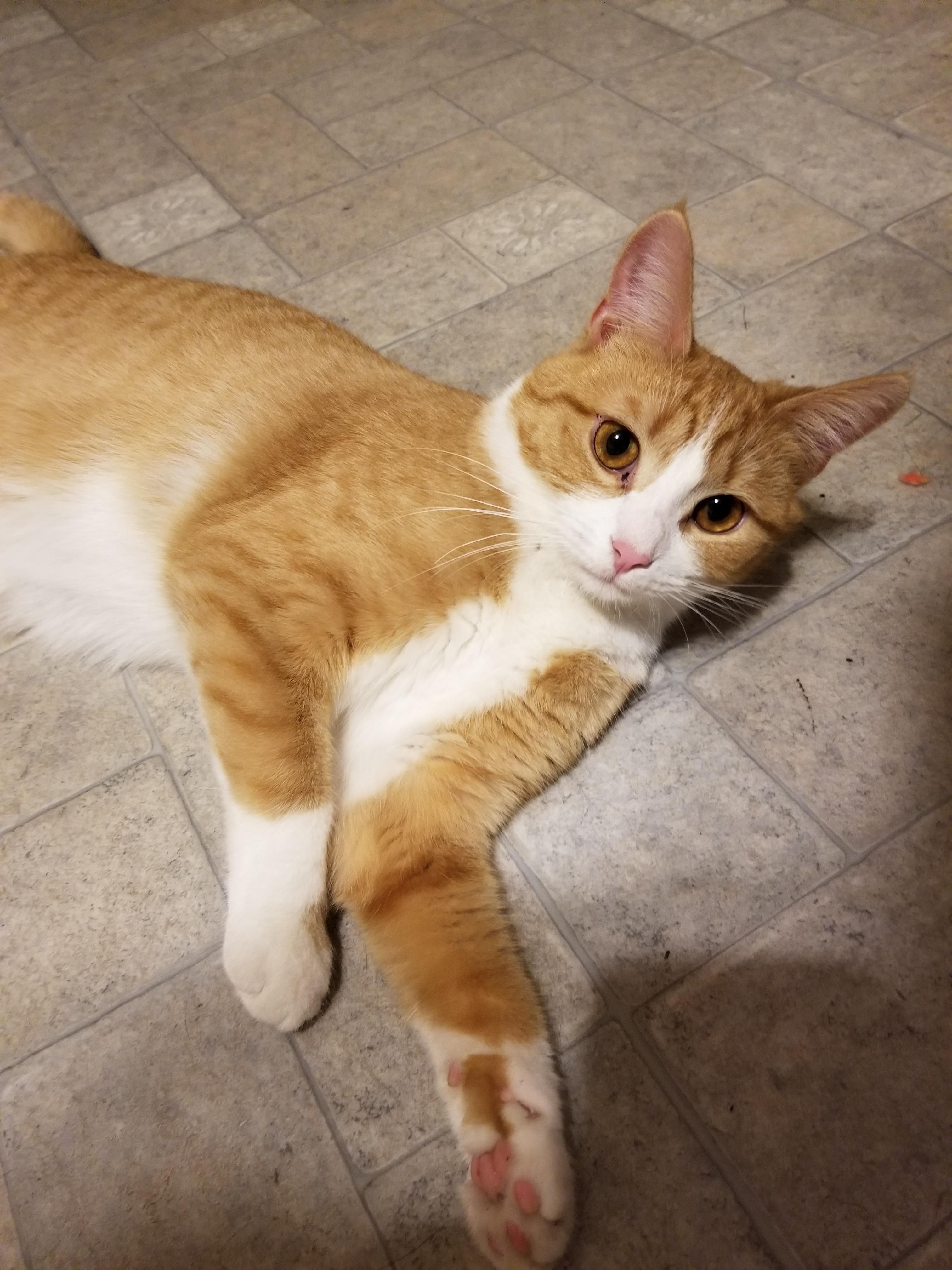 My Cheezy Beauty Orange And White Cat Animals And Pets Cats