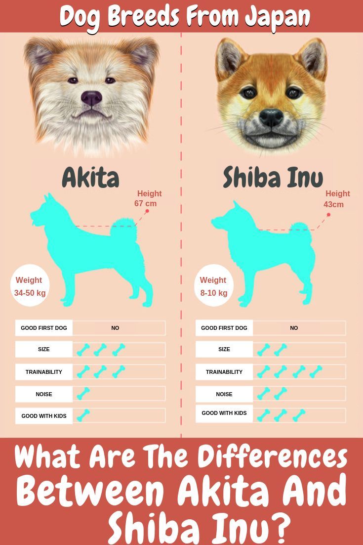 Can You Tell The Differences Between An Akita Inu And A Shiba Inu While The Two Have Dna In