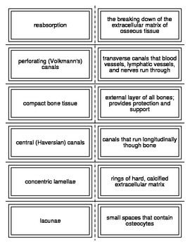 Introduction to the Skeletal System Vocabulary Flash Cards for ... Introduction to the Skeletal System Vocabulary Flash Cards for ...