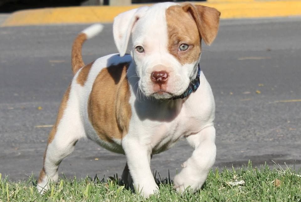 Pin About Cute Pitbull Puppies And Pictures Of Pitbull Puppies On Dogs