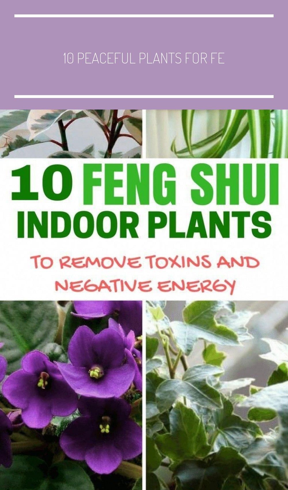 10 Feng Shui Indoor Plants to#feng #indoor #plants #shui # ... 10 Feng Shui Indoor Plants to#feng #indoor #plants #shui # ... on Modern Feng Shui Garden
id=45260
