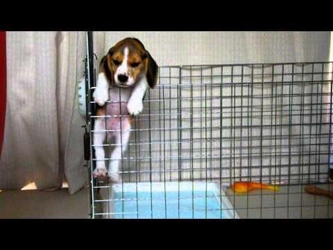Beagle Puppy Tries To Escape Beagle Puppy Beagle Buddies Cute