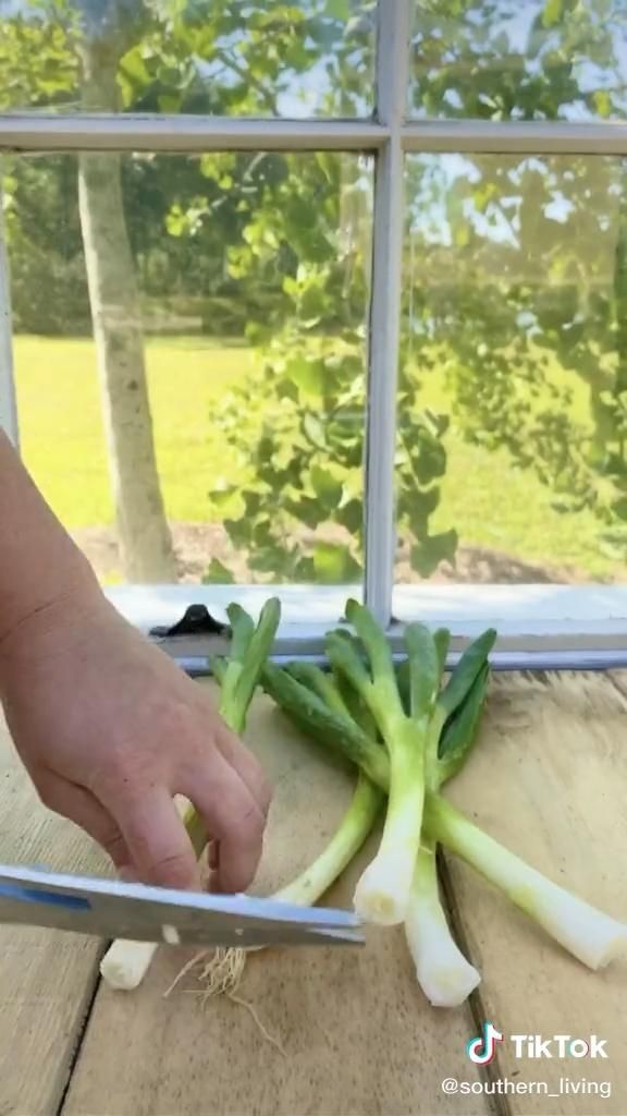 Green onions Planting Green Onions, Regrow Green Onions, Green Onions Growing, Growing Greens, Growing Herbs, Vegetable Garden Planning, Home Vegetable Garden, Food Garden, Regrow Vegetables