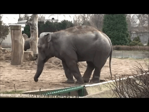 Unethical Zoos What Should You Look For Animal Conservation Wildlife Conservation Wildlife Biologist