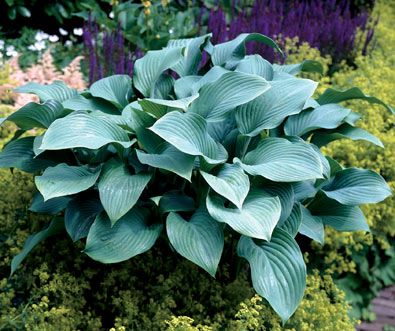 Hostas Richmond Va Cross Creek Nursery Landscaping Hostas Richmond Va Cross Creek
