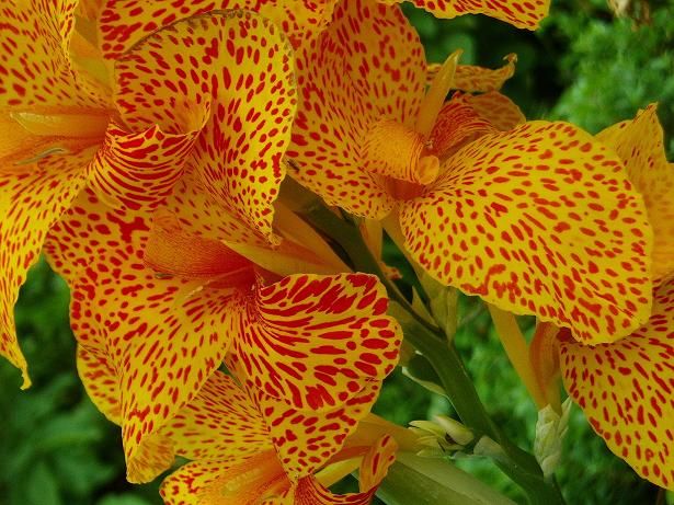 Flores Tipicas Peruanas Buscar Con Google Plants Flowers Berries