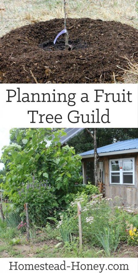 Best landscaping tree orchards ideas | Fruit tree guild, Fruit trees