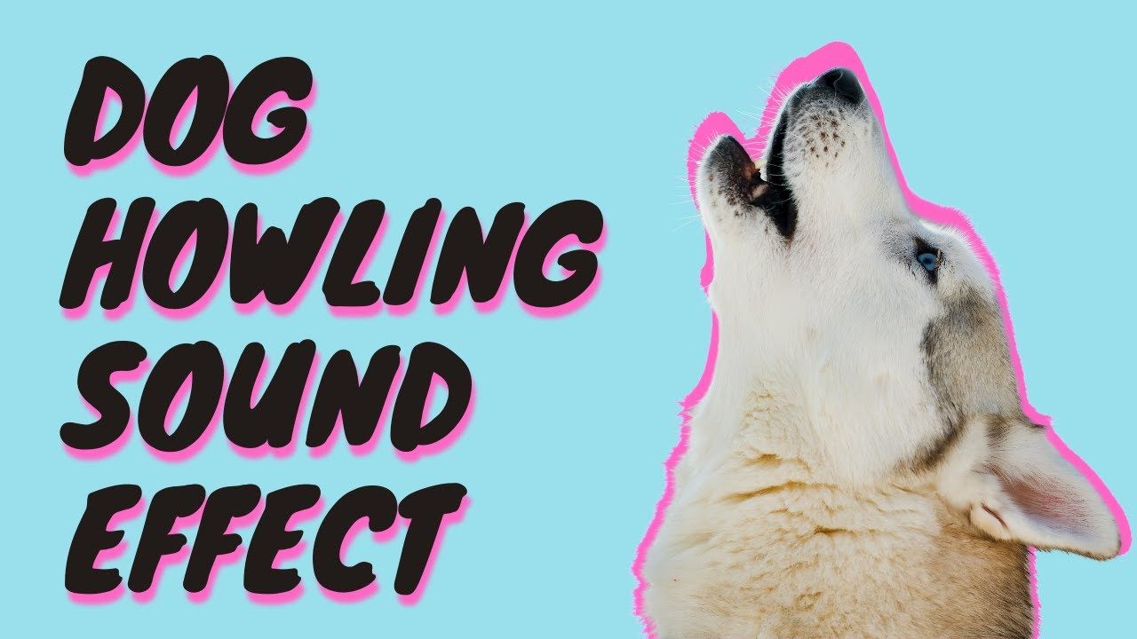 Dogs Howling How To Make Your Dog Howl Sound Effect Dog Sounds Best Dogs Howling How To Make Your Dog Howl Sound Effect Dog Sounds Best