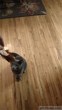 Wait for it Cute funny animals Funny dogs Funny animals Wait for it Cute funny animals Funny dogs Funny animals