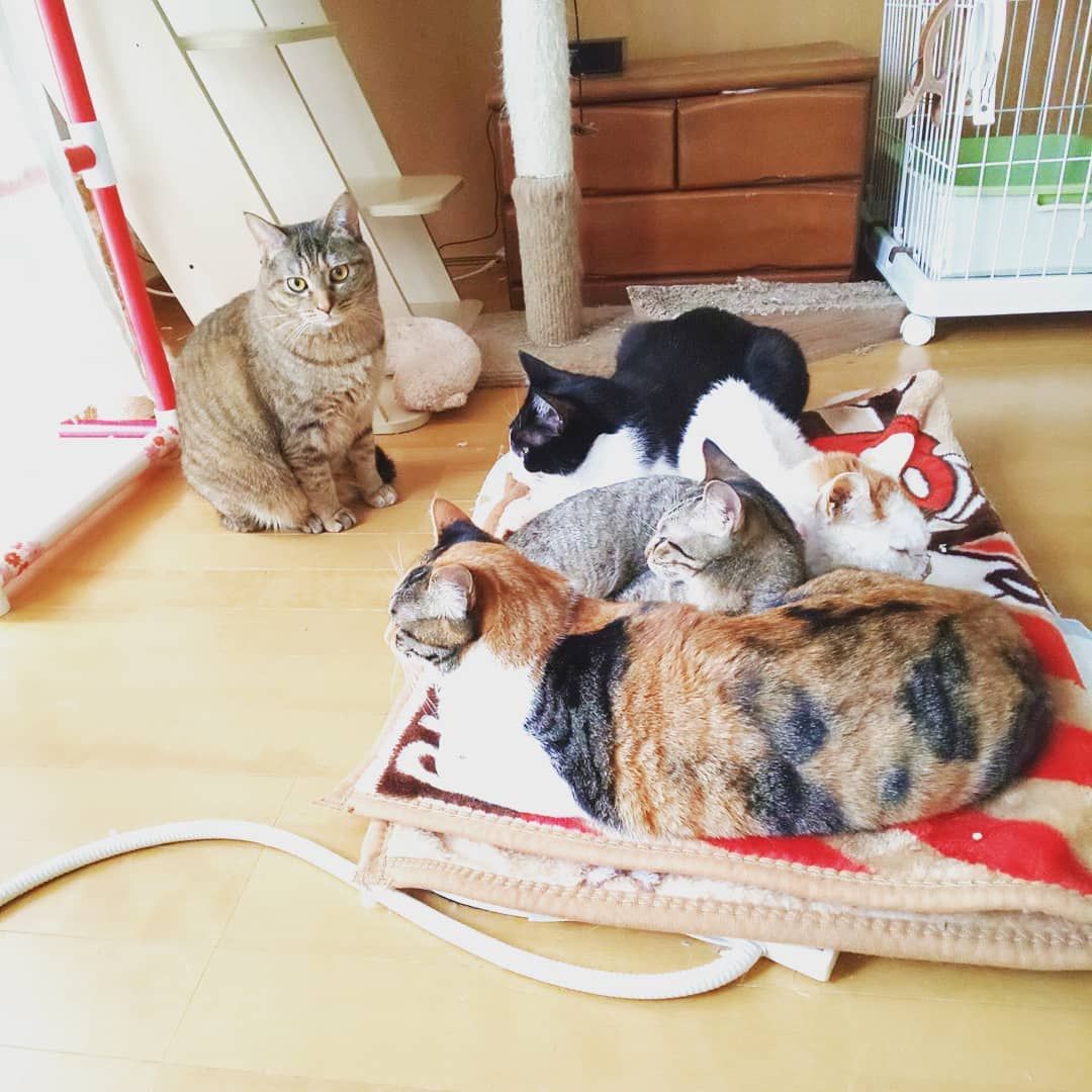 けみとら On Instagram 定員オーバー 猫 ねこ にゃんこ ねこ好き 保護猫 三毛猫 するめ 黒白 いご キジトラ ベル かなえ 家族募集中 八王子 あきる野 白茶 ピピ 闘病中 猫団子 ペットヒーター 定員オーバー Cats けみとら On Instagram 定員オーバー 猫 ねこ にゃんこ ねこ好き 保護猫 三毛猫 するめ 黒白 いご キジトラ ベル かなえ 家族募集中 八王子 あきる野 白茶 ピピ 闘病中 猫団子 ペットヒーター 定員オーバー Cats