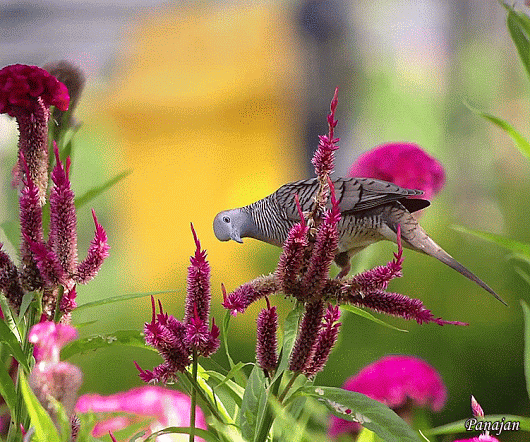 Flying Jewels, God`s Awesome & Gorgeous Creation.