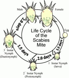 spider mite life cycle