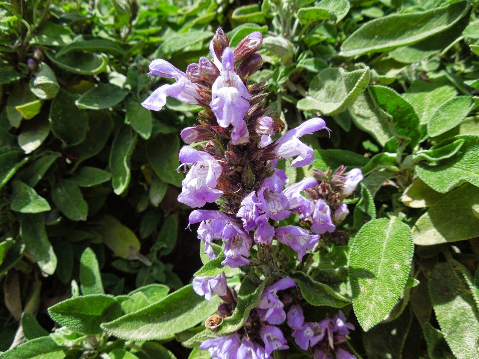 plantas de jardin y sus nombres plantas ornamentales con sus nombres lamina buscar con plantas de jardin y sus nombres plantas ornamentales con sus nombres lamina buscar con