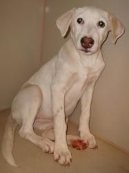 Adopt Juliette On Cool Pets Labrador Retriever Dog Labrador