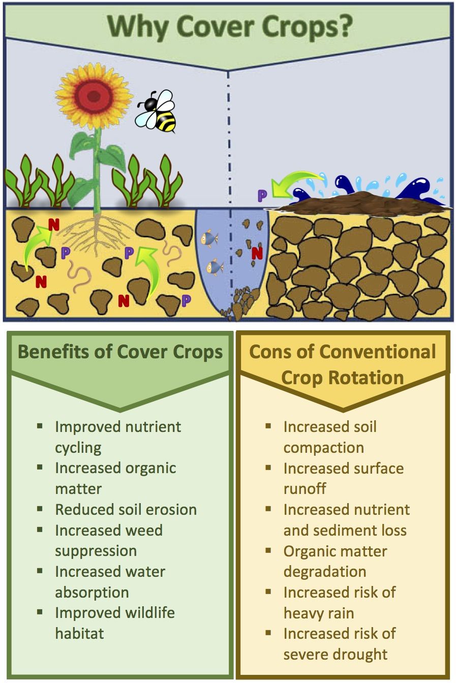 Why Cover Crops An Infographic illustrating The benefits Of Why Cover Crops An Infographic illustrating The benefits Of