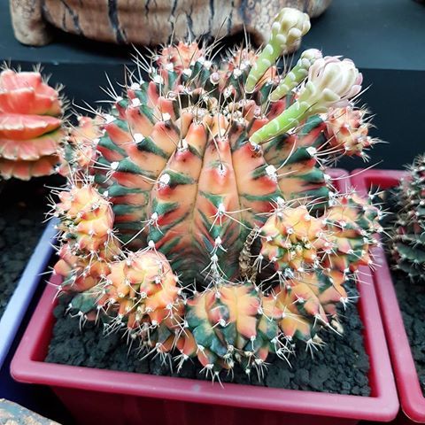 Gymnocalycium Mihanovichii variegata succulent cactus SEEDS~exotic and rare