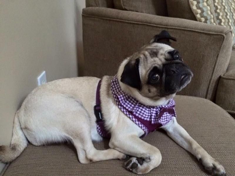 Adopt Lucy On Dogs Pugs Animals
