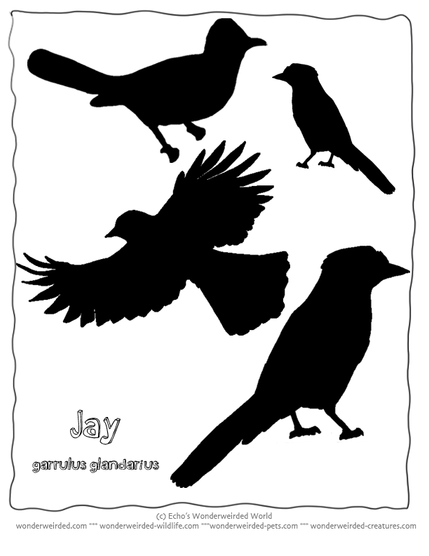 Chicken Silhouette Jay Absolutely free Printables of Chook Silhouettes at graphic about Free Printable Bird Template referred to as Chicken Silhouette Jay Free of charge Printables of Hen Silhouettes at