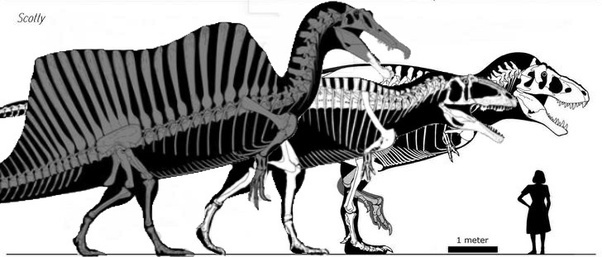Spinosaurus With Giganotosaurus And Tyrannosaurus Risunki Dinozavrov Iskopaemye Dinozavry Spinosaurus With Giganotosaurus And Tyrannosaurus Risunki Dinozavrov Iskopaemye Dinozavry