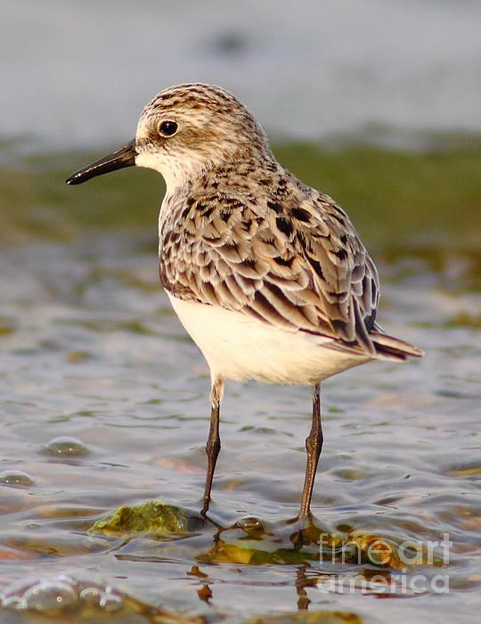 Cute sandpiper, so detailed, love the water, may need to buy this one! (fine art america) Pretty Birds, Beautiful Birds, Coastal Birds, Bird Pictures, Birds Photos, Shorebirds, All Nature, Wow Art, Bird Illustration