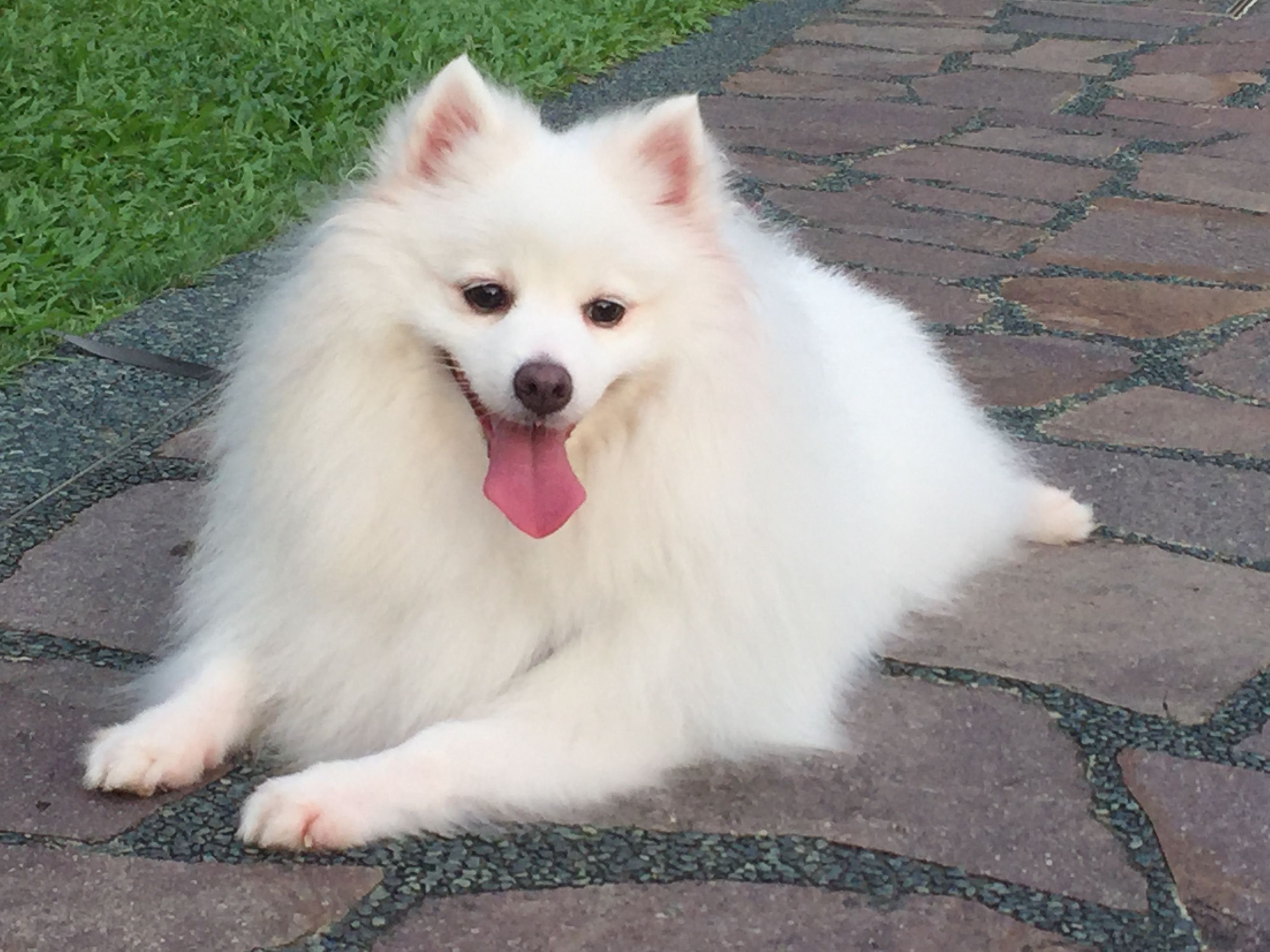 Pomeranian X Japanese Spitz Puppy