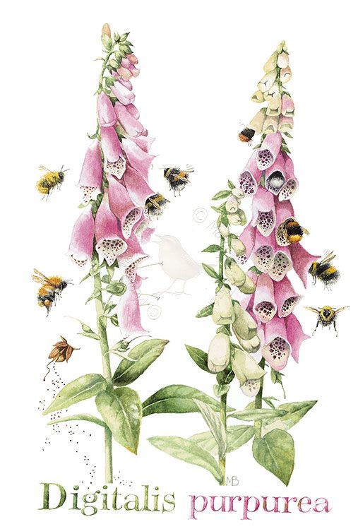 Beautiful Foxglove Artist Marjolein Bastin Painted 2001 Medium Watercolor Like this painting? This painting has not been published...yet. Help us decide which image to print next. Cast your vote by requesting this image. R Watercolor Poppies, Watercolor Flowers Paintings, Botanical Painting, Botanical Drawings, Watercolor Landscape, Botanical Prints, Floral Painting, Plant Illustration, Watercolor Illustration