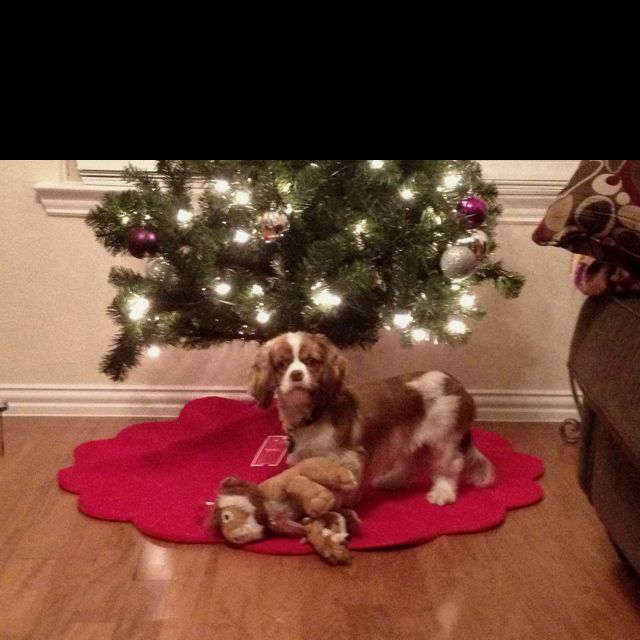 my sweet little boy sampson under our christmas tree little boys christmas christmas tree