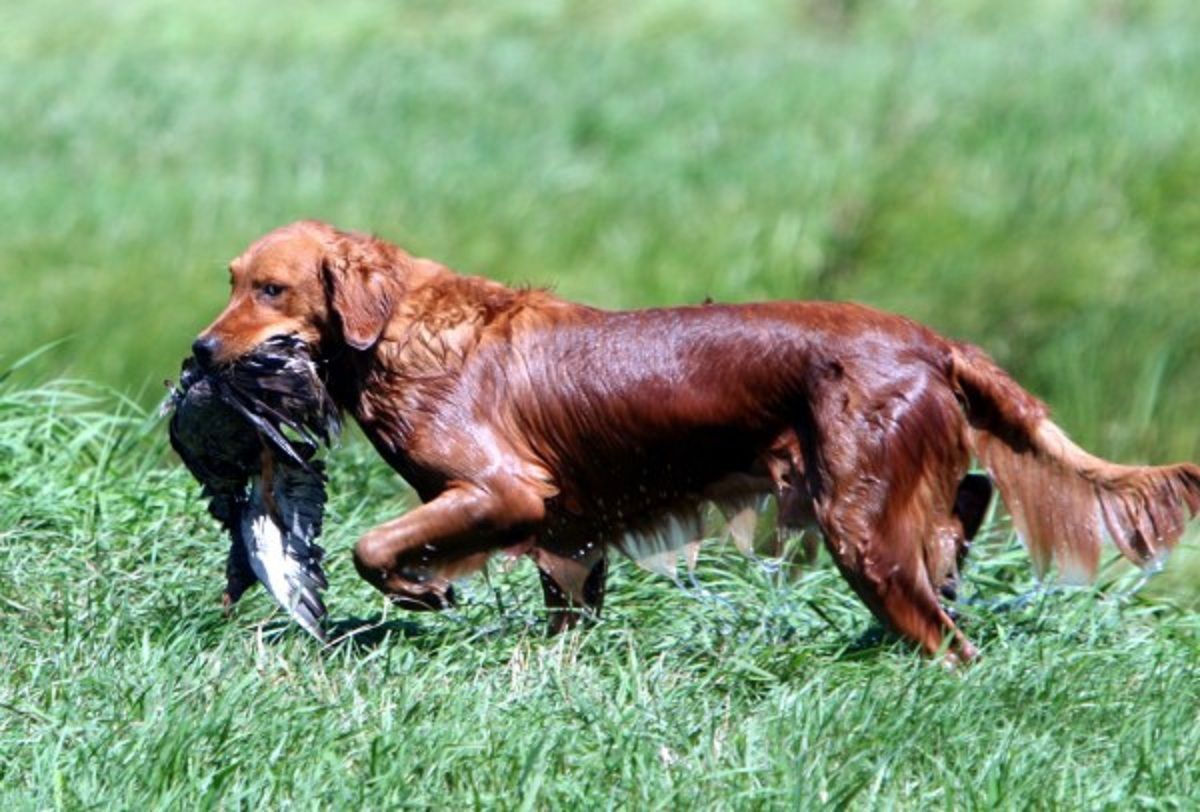 How To Train A Golden Retriever To Duck Hunt Duck Hunting Duck