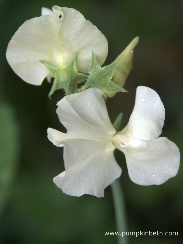 Garden Patio Sarah Raven Cut Flowers Sweet Pea April In Paris Seed Globalgym Parsberg Com Garden Patio Sarah Raven Cut Flowers Sweet Pea April In Paris Seed Globalgym Parsberg Com