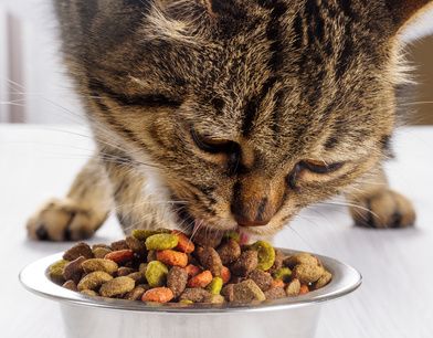 J Aime La Gourmandise Dans Les Yeux De Mon Chat Lorsqu Il Voit Ses Croquettes Meilleure Nourriture Pour Chat Alimentation Chat Alimentation Du Chat J Aime La Gourmandise Dans Les Yeux De Mon Chat Lorsqu Il Voit Ses Croquettes Meilleure Nourriture Pour Chat Alimentation Chat Alimentation Du Chat