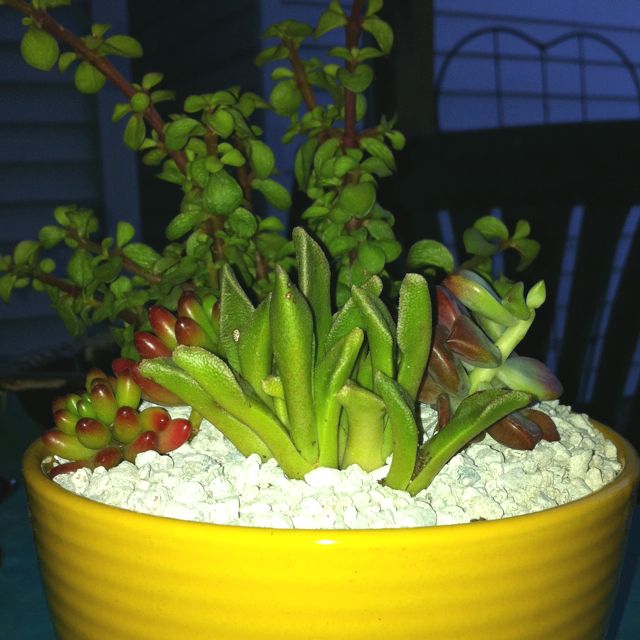 Make Your Own Plant Garden I Bought Succulents From Lowes And A