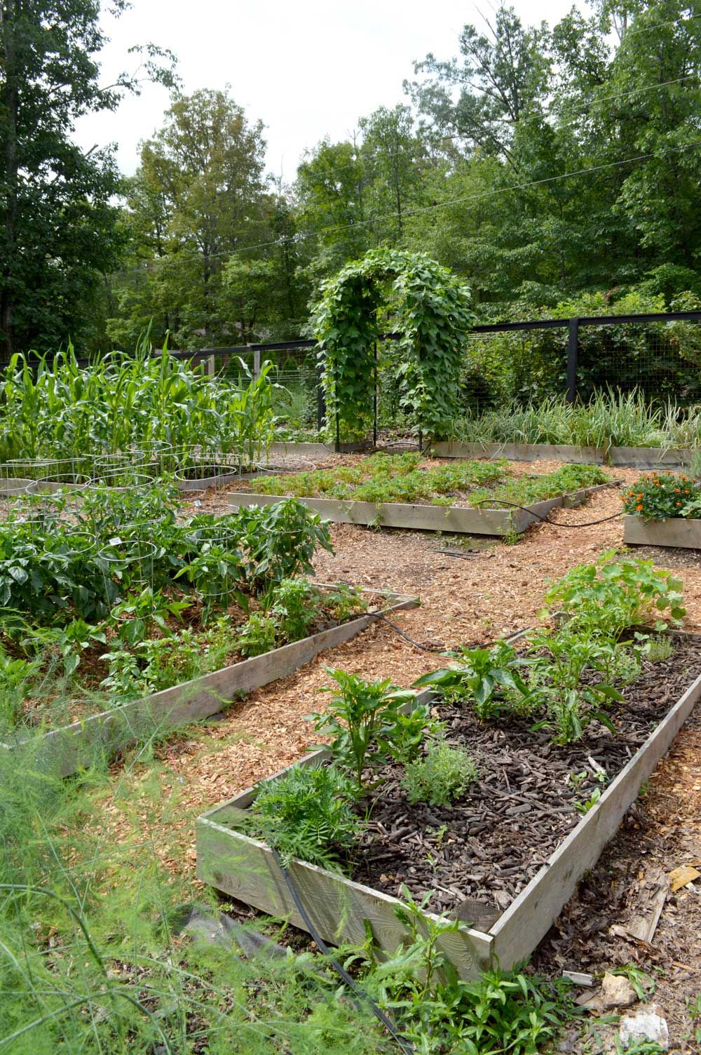 getting started with a year round garden part 2 layout the seasonal homestead garden layout vegetable garden planning layout garden layout garden plot design on getting started with a year round garden part 2 layout the seasonal homestead garden layout vegetable garden planning layout garden layout pinterest