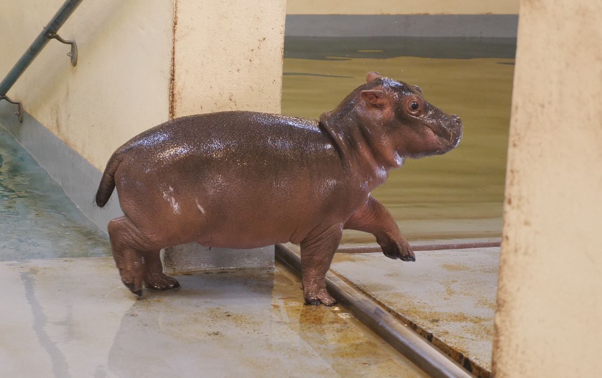 Yay Memphiszoo Has A New Baby Hippo What Should We Name Her Hippo Mchippoface Obvs Zoo Fun Hippo Hippopotamus Baby カバの赤ちゃん カバ かわいい動物の赤ちゃん Yay Memphiszoo Has A New Baby Hippo What Should We Name Her Hippo Mchippoface Obvs Zoo Fun Hippo Hippopotamus Baby カバの赤ちゃん カバ かわいい動物の赤ちゃん