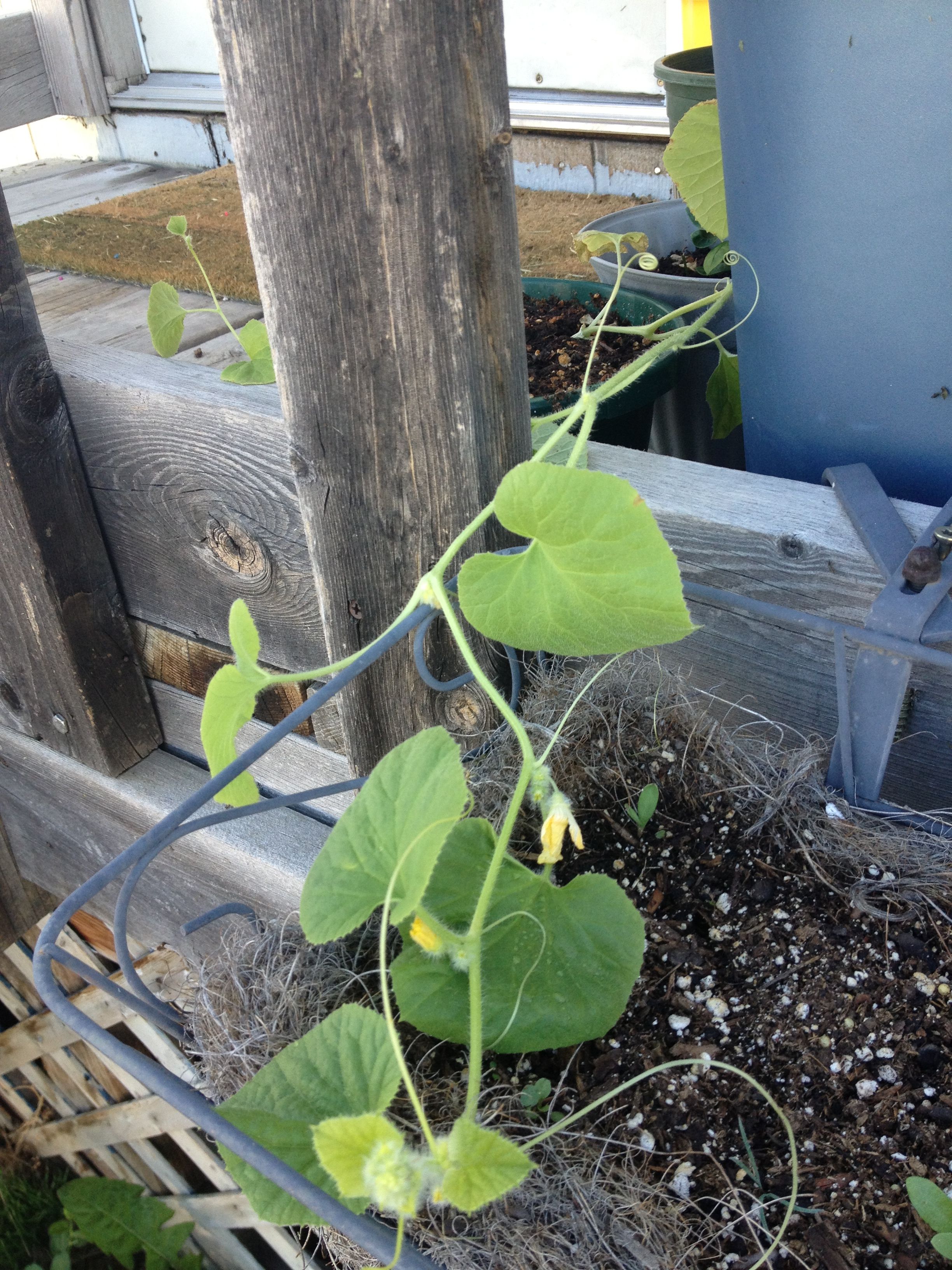When to plant honeydew melon