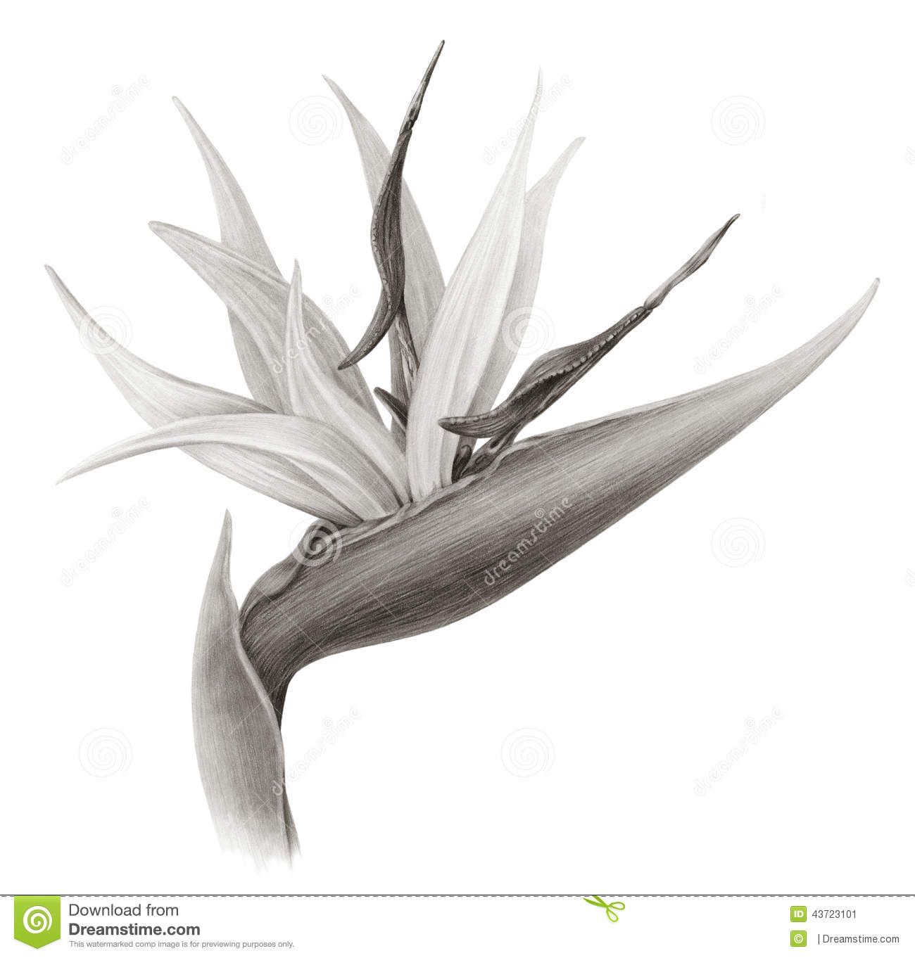 Pin On Bird Of Paradise