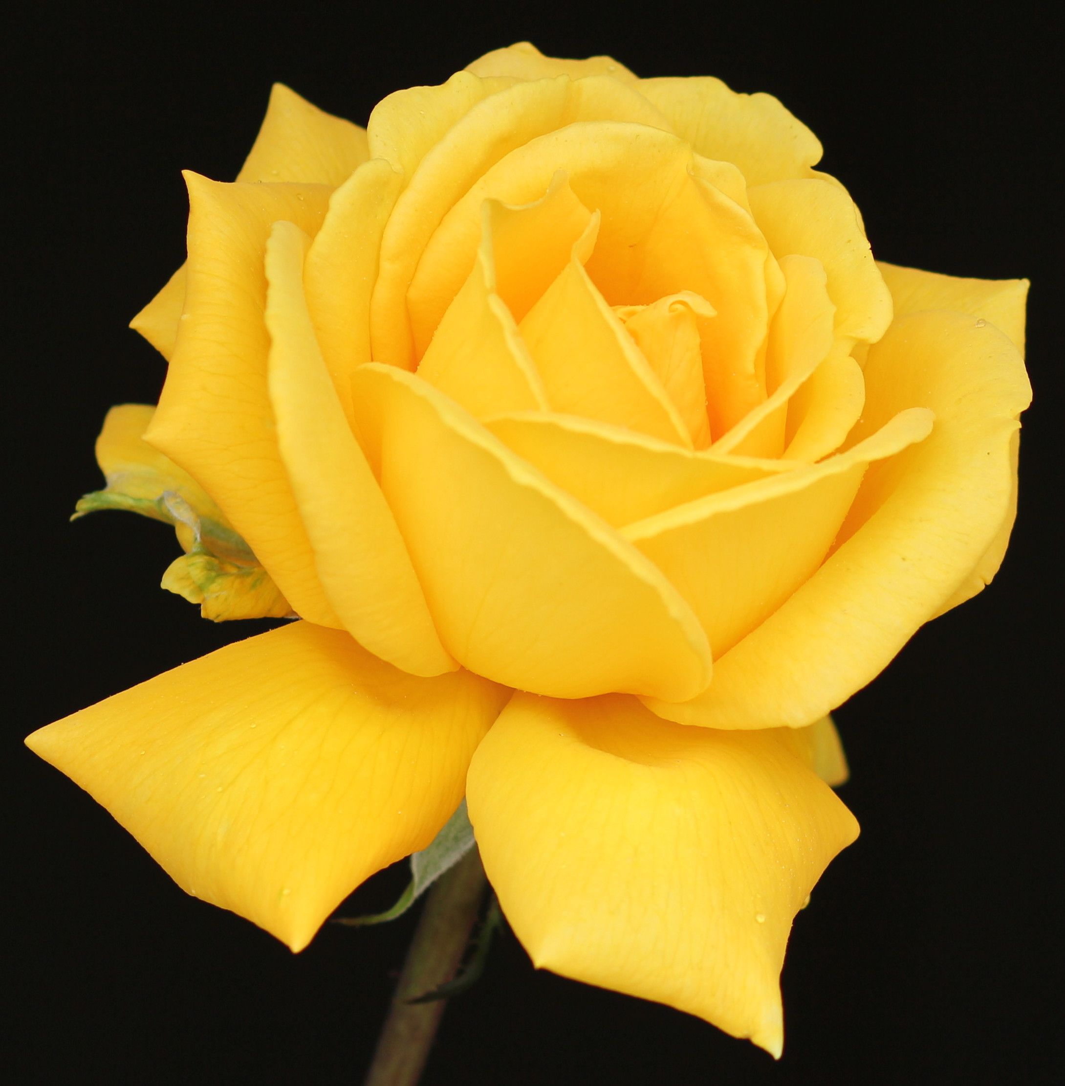 Radiant Perfume Rose Rose Bloom Flowers products-tm-perfume-house