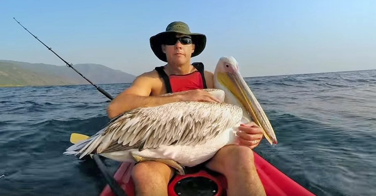 Pelican Abandonded By His Flock Watch What Happens When A Human Takes