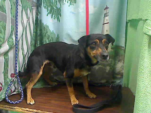 Id A440139 I Am Described As A Male Black And Tan Chihuahua