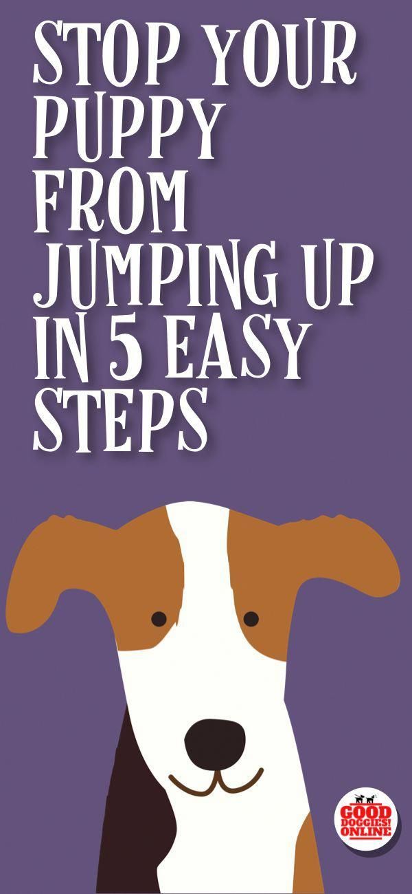 How To Stop A Puppy From Jumping Up New Puppy Training