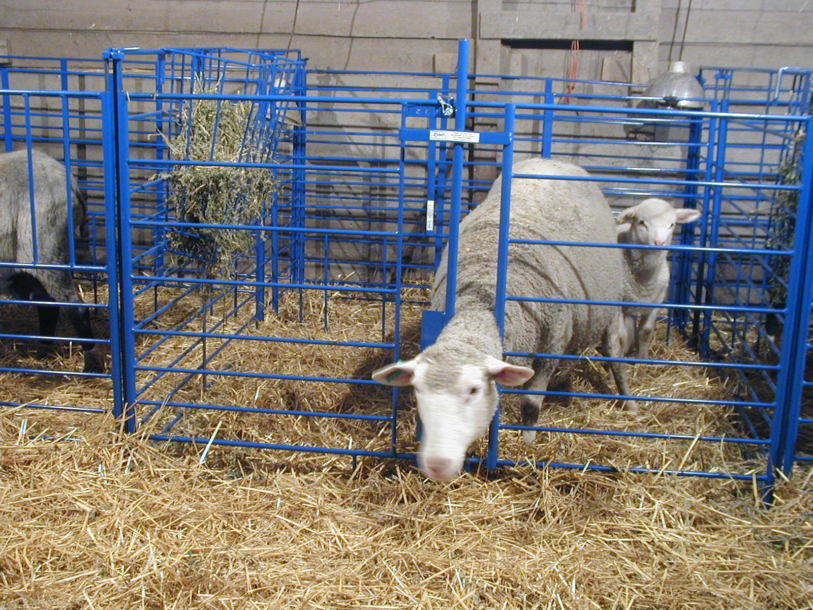 Sydell Lambing Kidding Pens Three Willows Ranch Supply Sheep how-to-set-up-goat-kidding-pens-grazing-with-leslie
