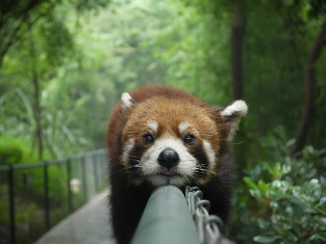 Panda Rojo Http Www Tumblr Com Animals Beautiful Animal Pictures Cute Animals Panda Rojo Http Www Tumblr Com Animals Beautiful Animal Pictures Cute Animals