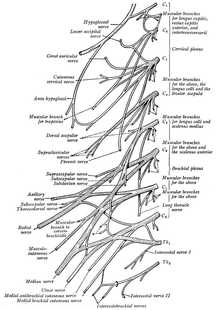 lumbosacral plexus nerves physical therapy spinal nerve lumbosacral plexus