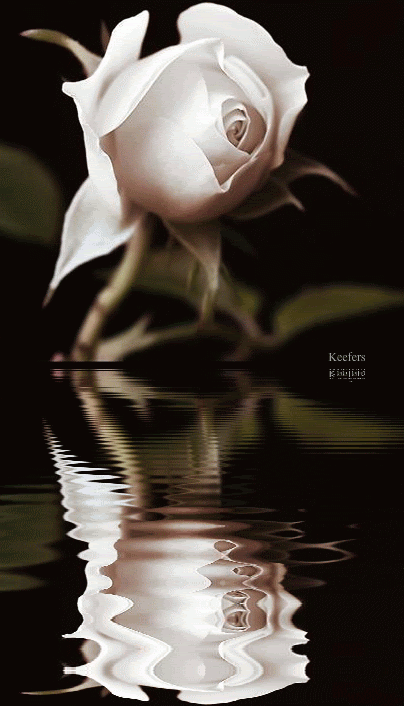 Beautiful Flowers, Animated Flowers, Flowers, Keefers Photo: This Photo was uploaded by Keefers_. Find oth…
| Beautiful gif, Black background images, Rose pictures